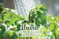 Agua de lluvia: el secreto natural para que tus plantas florezcan