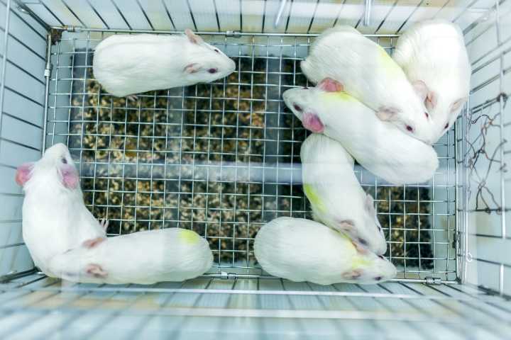 The rats that predicted our future