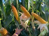 El maíz gana protagonismo por sus respuestas a la fertilización y a las rotaciones agrícolas
