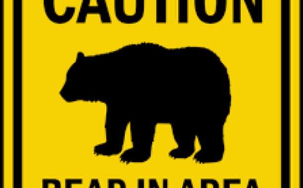 Calgary police warn of bear sighting in Signal Hill neighbourhood