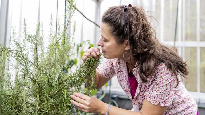 10 Foolproof Ways To Bring Dying Rosemary Plants Back To Life