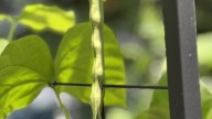 How to tell when your garden veggies are ripe for harvesting