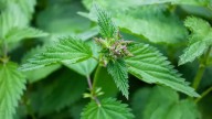 No lo tires: el yuyo medicinal que te puede ayudar a disminuir la ansiedad