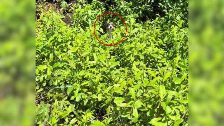 Mississippi Woman Sees Someone Furry Hiding In The Grass, Then Makes A Shocking Realization