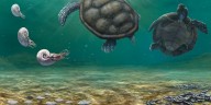 Fósil de tortuga hallada en La Guajira y olvidada por décadas en un museo de Suiza resultó ser una nueva especie