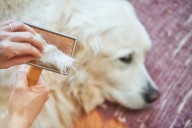 Man Grooms Golden Retriever, Viewers Not Prepared Who Turns Up