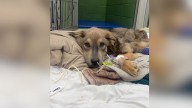 Illinois Foster Mom Helps Severely Emaciated Dog Make Stunning Transformation In Just Two Weeks
