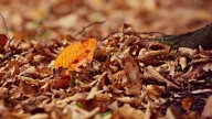 En vez tirar las hojas secas: convertí tu jardín en un espacio más saludable y cuidado con este método natural de reciclaje