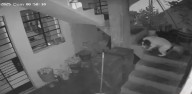 Perrita heroína apaga cartucho de dinamita lanzado por extorsionador