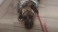 Heartbroken Mom Dog, Found On California Streets, Was Too Weak To Feed Her Babies, Then Help Arrived