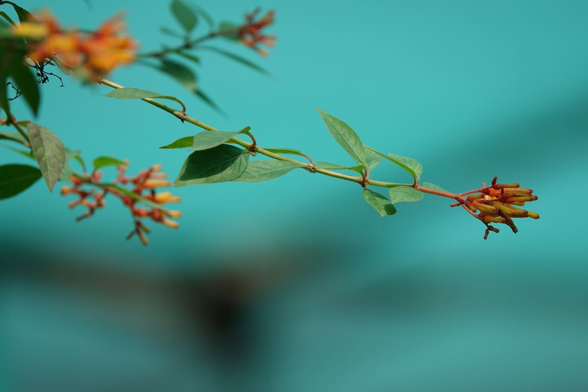Sus beneficios. La planta llena de propiedades curativas que ayuda a bajar el azúcar de la sangre y mejora la respiración