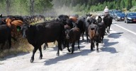 Motorists advised of delays in Logan Canyon due to cattle drive