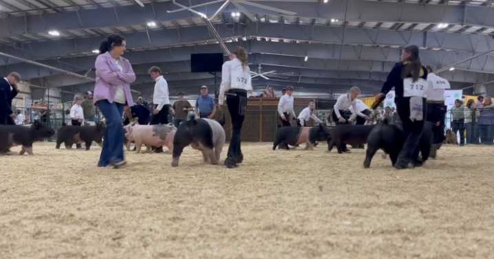Livestock showcased at the Northwest Montana Fair