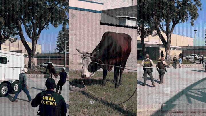 Bull wanders onto school grounds in Jurupa Valley