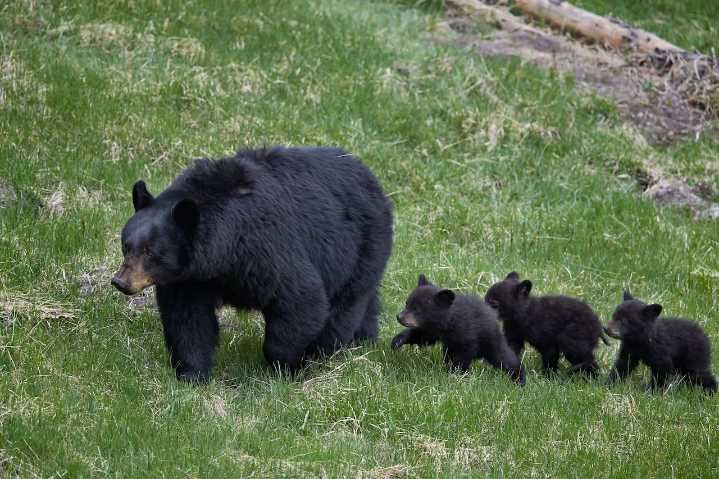 Two people seriously injured in bear attack near Michigan border