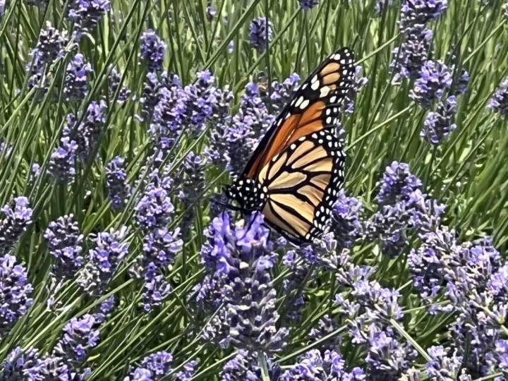 How to humanely deal with pests without using cruel traps or harmful chemicals