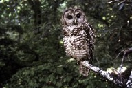 Forestry audit scheduled for B.C. licence for land covering spotted owl habitat