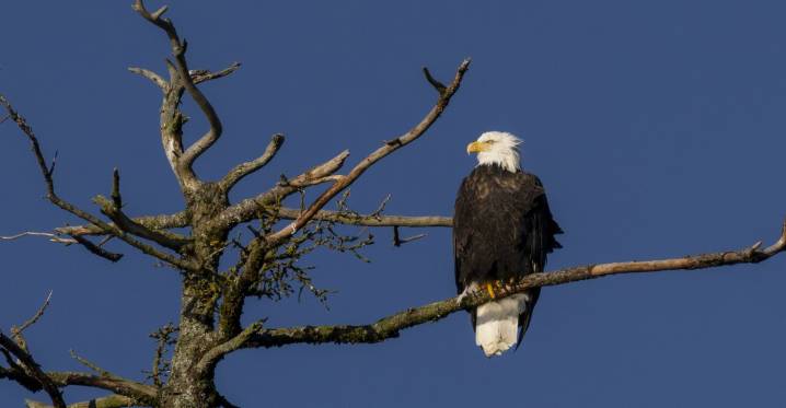 The twisted reason why the Trump administration claims to care about eagles