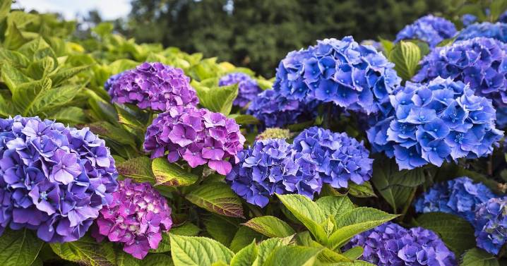 Keep hydrangeas healthy by adding food waste item to watering can