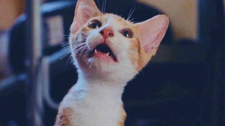 Now playing in movie theaters: 73 minutes of cat videos, for a good cause