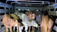 Valle Viejo concentra el 65% de las denuncias por el delito de abigeato