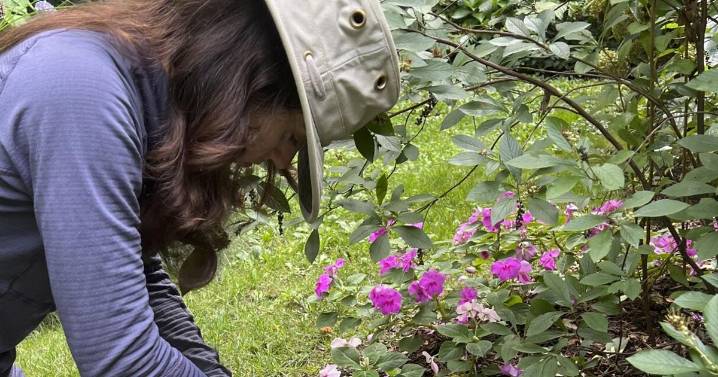 Gardening's hidden benefits: How digging in the dirt could bolster mental wellbeing