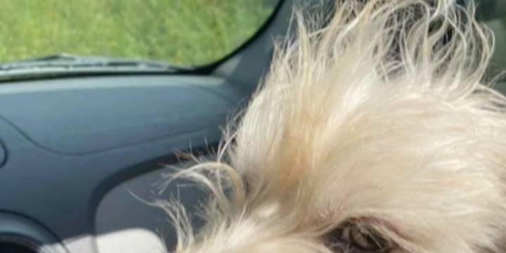 Leigh’s Lost and Found Digital Extra: Rogersville, Mo., woman describes mysterious disappearance of Jack Russell terrier