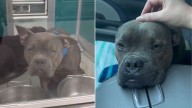 Dog In Oklahoma Shelter Ends Up On Euthanasia List Because People Kept Ignoring Him