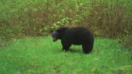 Black bear killed by vehicle in Pacific Rim National Park Reserve