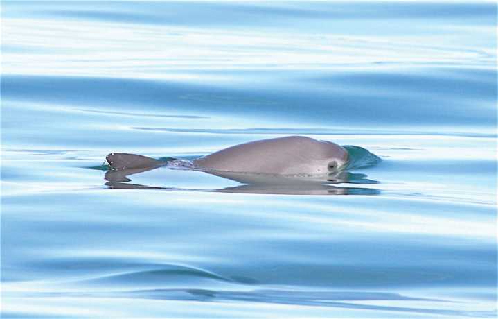 Refuerza México acciones para proteger vaquita marina y totoaba