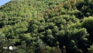 Estudio advierte que el bosque mediterráneo chileno está al borde del colapso