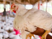 SAG suspende temporalmente importaciones avícolas desde Argentina ante brote de influenza aviar