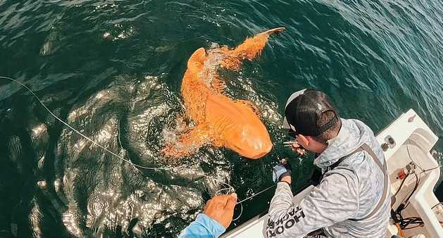 Inédito hallazgo: Pescadores capturan en Costa Rica un raro tiburón nodriza naranja