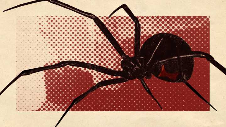 The scariest spiders in existence