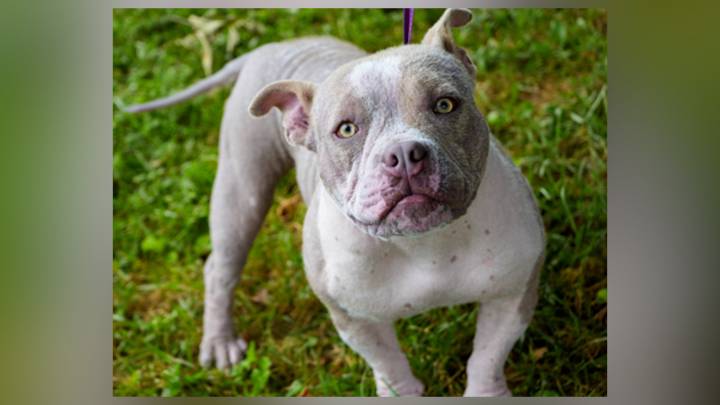 Pet of the Day: Miss Piggy