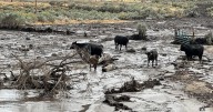 Lee fire in Colorado downsized, flash flooding photos