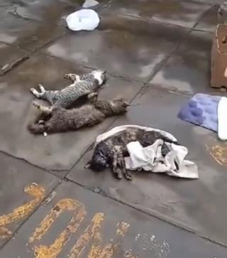Aparecen varios gatos muertos en mercado de Casma