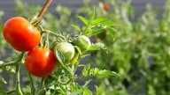La planta que tenés que sembrar en tu jardín si querés disfrutar de ensaladas frescas en el verano