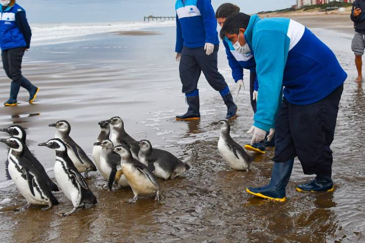 Preocupa el lado B del fondo marino. Preocupa el lado B del fondo marino; en lo que va del año fueron asistidos 222 animales hallados en la costa bonaerense