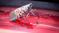 State: Large number of spotted lanternflies on Long Island this summer