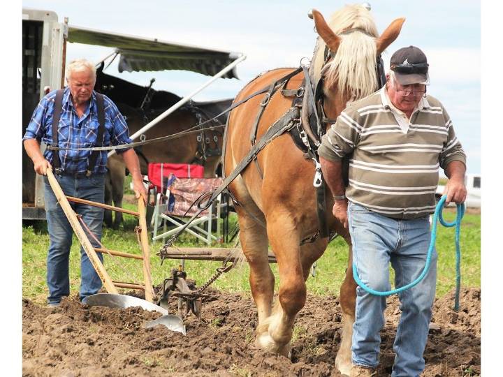 Conditions 'fantastic' at Lambton Plowing Match