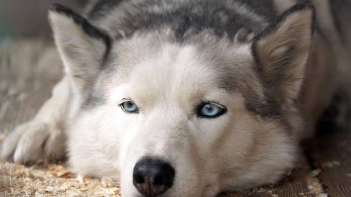 Estas son las 10 razas de perro que peor soportan el calor