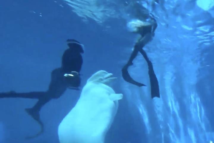 Beluga Whale Attempts to Bite 2 Divers at Aquarium, Terrifying Visitors