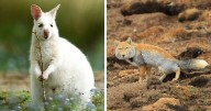 These 79 Unique And Cute Creatures Prove Nature Is Full Of Beautiful Surprises