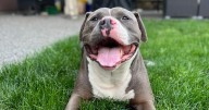 Family wants allegedly ‘dangerous’ dog returned after B.C. court turfs warrant