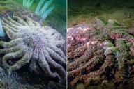 5 Billion Sea Stars Have Shattered and Died Over the Past 10 Years, Scientists May Finally Know Why