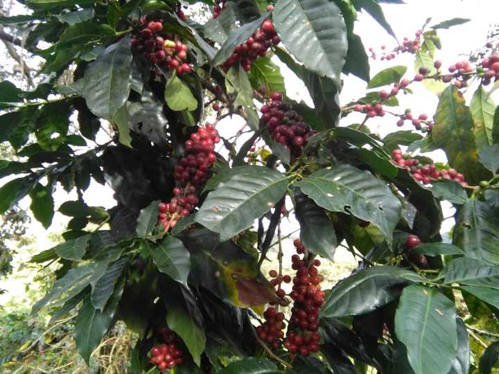 Exportaciones de café peruano crecieron 15.6% en primer semestre 2025