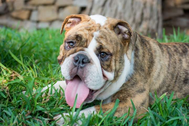 15 Dog Breeds That Match Calm, Cozy Lifestyles