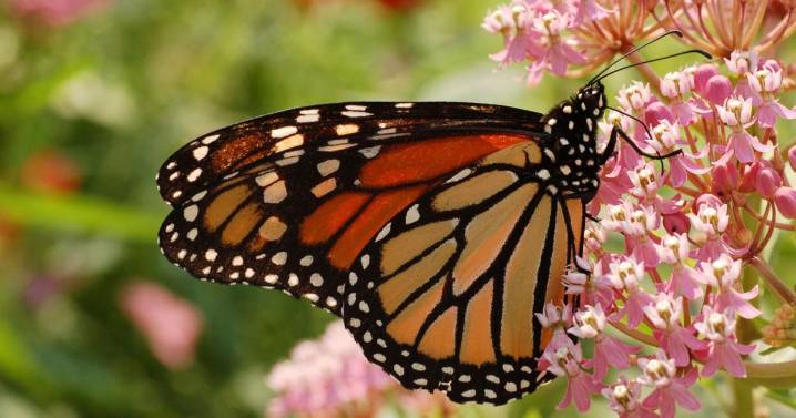 Help Monarch butterflies on their long migration south
