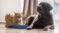 Declaran a los animales seres sintientes y tumban juramento a Dios en Código de Ética veterinaria